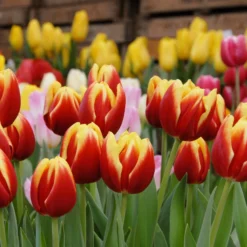 Tulip 'Dow Jones' -UK Garden Plants Sales 2024 tulip dow jones 2