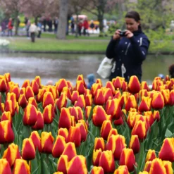Tulip 'Dow Jones' -UK Garden Plants Sales 2024 tulip dow jones 7