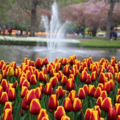 Tulip 'Dow Jones' -UK Garden Plants Sales 2024 tulip dow jones 8