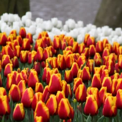 Tulip 'Dow Jones' -UK Garden Plants Sales 2024 tulip dow jones 9