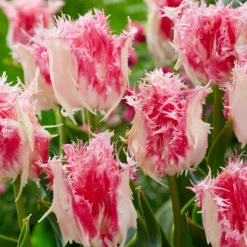 Tulip 'Drakensteyn' -UK Garden Plants Sales 2024 tulip drakensteyn 2