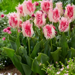 Tulip 'Drakensteyn' -UK Garden Plants Sales 2024 tulip drakensteyn 3
