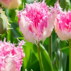 Tulip 'Drakensteyn' -UK Garden Plants Sales 2024 tulip drakensteyn 4