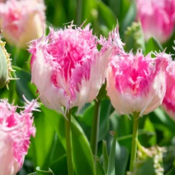 Tulip 'Drakensteyn' -UK Garden Plants Sales 2024 tulip drakensteyn 5