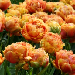 Tulip 'Sensual Touch' -UK Garden Plants Sales 2024 tulip esprit 3