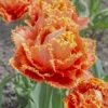 Tulip 'Sensual Touch' -UK Garden Plants Sales 2024 tulip esprit 8 scaled