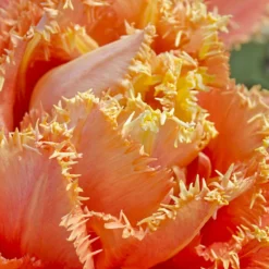 Tulip 'Sensual Touch' -UK Garden Plants Sales 2024 tulip esprit 9