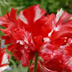 Tulip 'Estella Rijnveld' -UK Garden Plants Sales 2024 tulip estella rijnveld 1