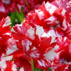 Tulip 'Estella Rijnveld' -UK Garden Plants Sales 2024 tulip estella rijnveld 2