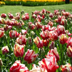 Tulip 'Estella Rijnveld' -UK Garden Plants Sales 2024 tulip estella rijnveld 2 1e07b7d1 aff2 4cc0 a6c5 78563b63a3e9