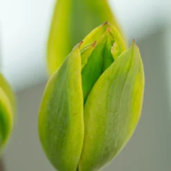 Tulip 'Evergreen' -UK Garden Plants Sales 2024 tulip evergreen 2