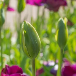 Tulip 'Evergreen' -UK Garden Plants Sales 2024 tulip evergreen 3