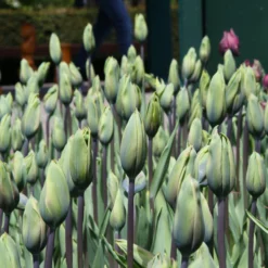 Tulip 'Evergreen' -UK Garden Plants Sales 2024 tulip evergreen 7