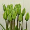 Tulip 'Evergreen' -UK Garden Plants Sales 2024 tulip evergreen 7 d0c0c458 b988 4077 986f 906504815907