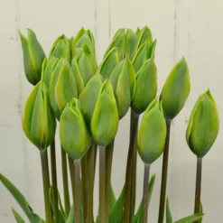 Tulip 'Evergreen'