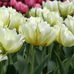 Tulip 'Exotic Emperor' -UK Garden Plants Sales 2024 tulip exotic emperor 1 1a4b2c5a bc8c 4ed2 a91f fead9cc57ef5