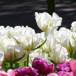 Tulip 'Exotic Emperor' -UK Garden Plants Sales 2024 tulip exotic emperor 1 a9848910 d306 4e7e 9025 fb2565a1d59f scaled