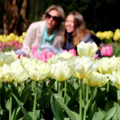 Tulip 'Exotic Emperor' -UK Garden Plants Sales 2024 tulip exotic emperor 2 c82c95af 220d 479f 8376 4f4b98b5769c