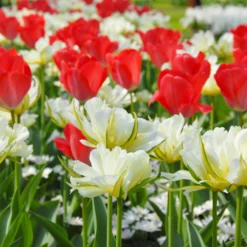 Tulip 'Exotic Emperor' -UK Garden Plants Sales 2024 tulip exotic emperor 3