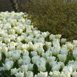 Tulip 'Exotic Emperor' -UK Garden Plants Sales 2024 tulip exotic emperor 4