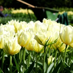 Tulip 'Exotic Emperor' -UK Garden Plants Sales 2024 tulip exotic emperor 5