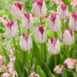 Tulip 'Eyelash' -UK Garden Plants Sales 2024 tulip eye lash 2