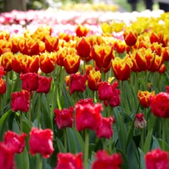 Tulip 'Fabio' -UK Garden Plants Sales 2024 tulip fabio 1