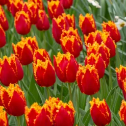 Front Page -UK Garden Plants Sales 2024 tulip fabio 2 scaled