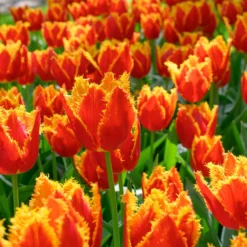 Tulip 'Fabio' -UK Garden Plants Sales 2024 tulip fabio 3 scaled