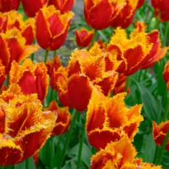 Tulip 'Fabio' -UK Garden Plants Sales 2024 tulip fabio 4 scaled