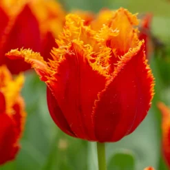 Tulip 'Fabio'