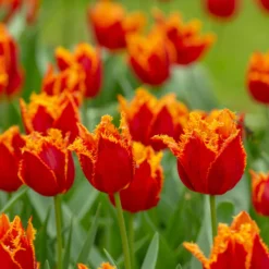 Tulip 'Fabio' -UK Garden Plants Sales 2024 tulip fabio 6 scaled