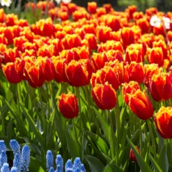 Tulip 'Fabio' -UK Garden Plants Sales 2024 tulip fabio 7