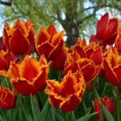 Tulip 'Fabio' -UK Garden Plants Sales 2024 tulip fabio 8 scaled