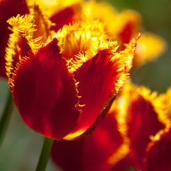 Tulip 'Fabio' -UK Garden Plants Sales 2024 tulip fabio 9 scaled