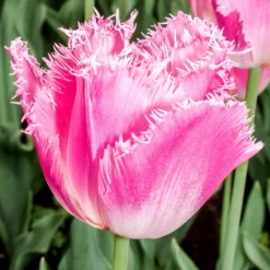 Tulip 'Fancy Frills' -UK Garden Plants Sales 2024 tulip fancy frills 0
