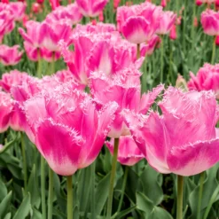 Tulip 'Fancy Frills' -UK Garden Plants Sales 2024 tulip fancy frills 1 scaled