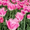 Tulip 'Fancy Frills' -UK Garden Plants Sales 2024 tulip fancy frills 2 scaled