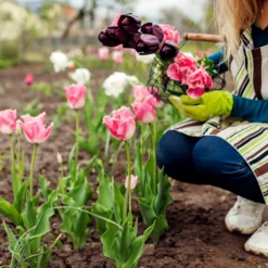 Tulip 'Fancy Frills' -UK Garden Plants Sales 2024 tulip fancy frills 3 scaled