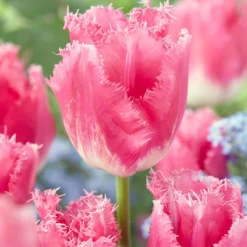 Tulip 'Fancy Frills' -UK Garden Plants Sales 2024 tulip fancy frills 4