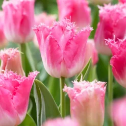 Tulip 'Fancy Frills' -UK Garden Plants Sales 2024 tulip fancy frills 7