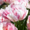 Tulip 'Finola' -UK Garden Plants Sales 2024 tulip finola 0