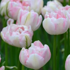 Tulip 'Finola' -UK Garden Plants Sales 2024 tulip finola 1