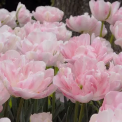 Tulip 'Finola' -UK Garden Plants Sales 2024 tulip finola 3