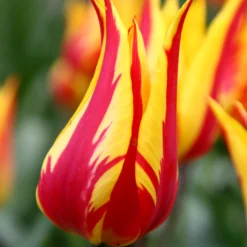 Tulip 'Fireworks' 10 Tulip 'Fireworks' -UK Garden Plants Sales 2024 tulip fireworks 1