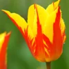 Tulip 'Fireworks' -UK Garden Plants Sales 2024 tulip fireworks 1 2d63e80c 46df 4643 b473 c7a612abecde