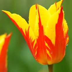 Tulip 'Fireworks'