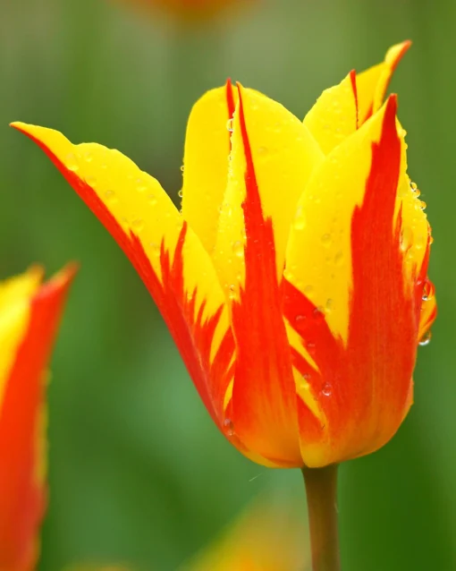 Tulip 'Fireworks' -UK Garden Plants Sales 2024 tulip fireworks 1 2d63e80c 46df 4643 b473 c7a612abecde