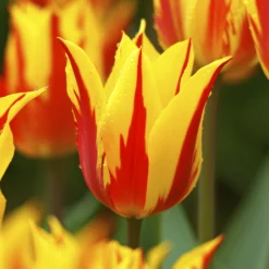Tulip 'Fireworks' 12 Tulip 'Fireworks' -UK Garden Plants Sales 2024 tulip fireworks 2 b5548e30 da9b 42b9 8396 1c11c52f4283