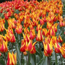 Tulip 'Fireworks' 11 Tulip 'Fireworks' -UK Garden Plants Sales 2024 tulip fireworks 3